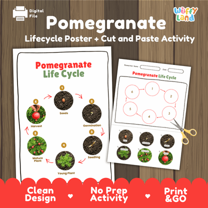 Pomegranate Life Cycle Poster and Cut and Paste Activity Worksheets