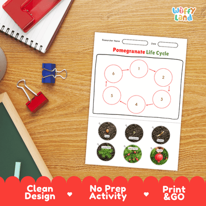 Pomegranate Life Cycle Poster and Cut and Paste Activity Worksheets