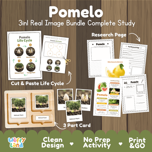 Complete Pomelo 3-in-1 real image study bundle featuring cut and paste worksheets, Montessori 3-part cards, and research pages 🍈🌱