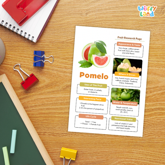 A printed fruit research page about pomelo lies on a wooden desk, surrounded by school supplies including a spiral notebook, binder clips, chalk, and a ruler. The page has colorful text boxes, fruit photos, and the title 'Pomelo' with a 'Wiffly Land' logo in the top right corner of the image.