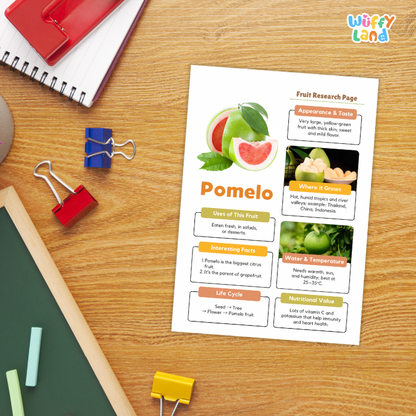 A printed fruit research page about pomelo lies on a wooden desk, surrounded by school supplies including a spiral notebook, binder clips, chalk, and a ruler. The page has colorful text boxes, fruit photos, and the title 'Pomelo' with a 'Wiffly Land' logo in the top right corner of the image.