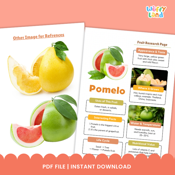Pomelo Fruit Research Page Worksheets and Fact Sheet