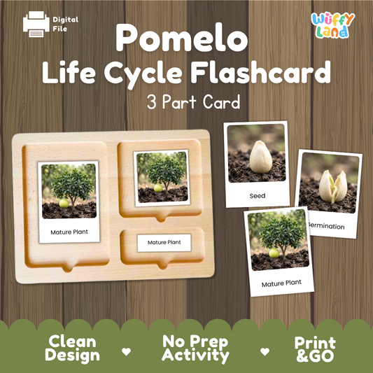 Montessori three-part cards featuring real photographs of pomelo tree growth stages including mature plant, young plant, and germination 🗂️🏷️