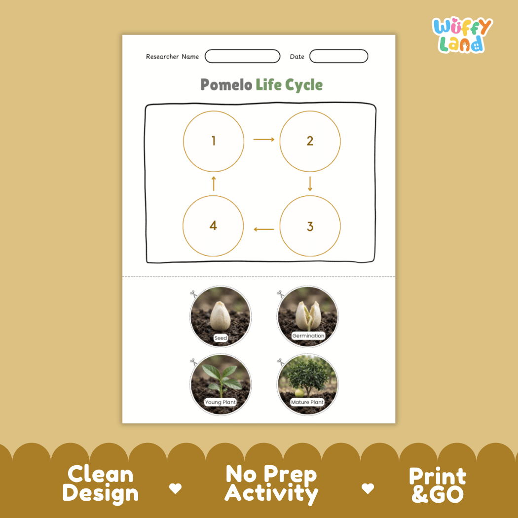 Pomelo Life Cycle Poster and Cut and Paste Worksheet Activity