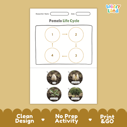 Pomelo Life Cycle Poster and Cut and Paste Worksheet Activity