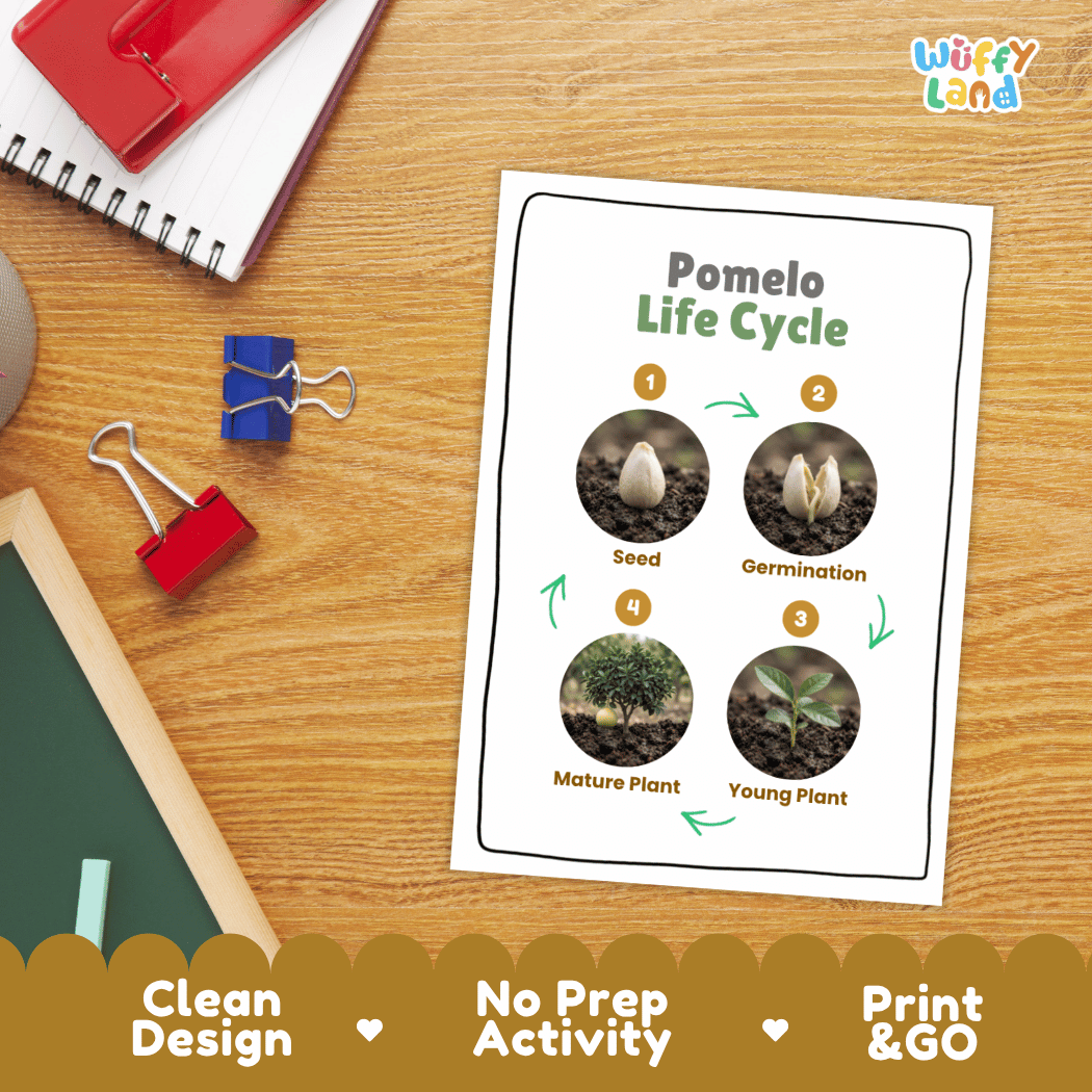 Pomelo Life Cycle Poster and Cut and Paste Worksheet Activity
