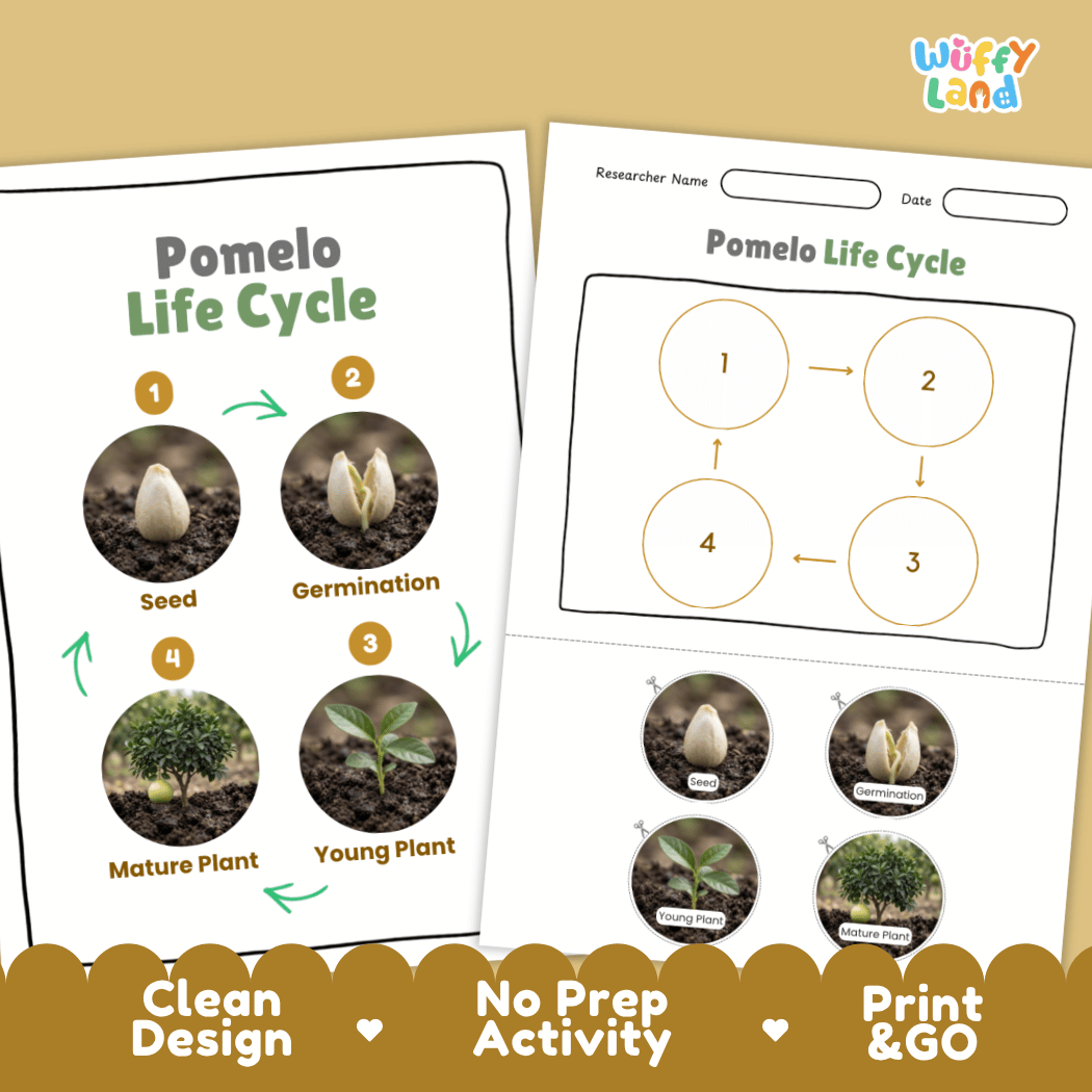 Pomelo Life Cycle Poster and Cut and Paste Worksheet Activity