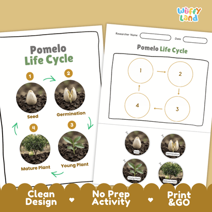 Pomelo Life Cycle Poster and Cut and Paste Worksheet Activity