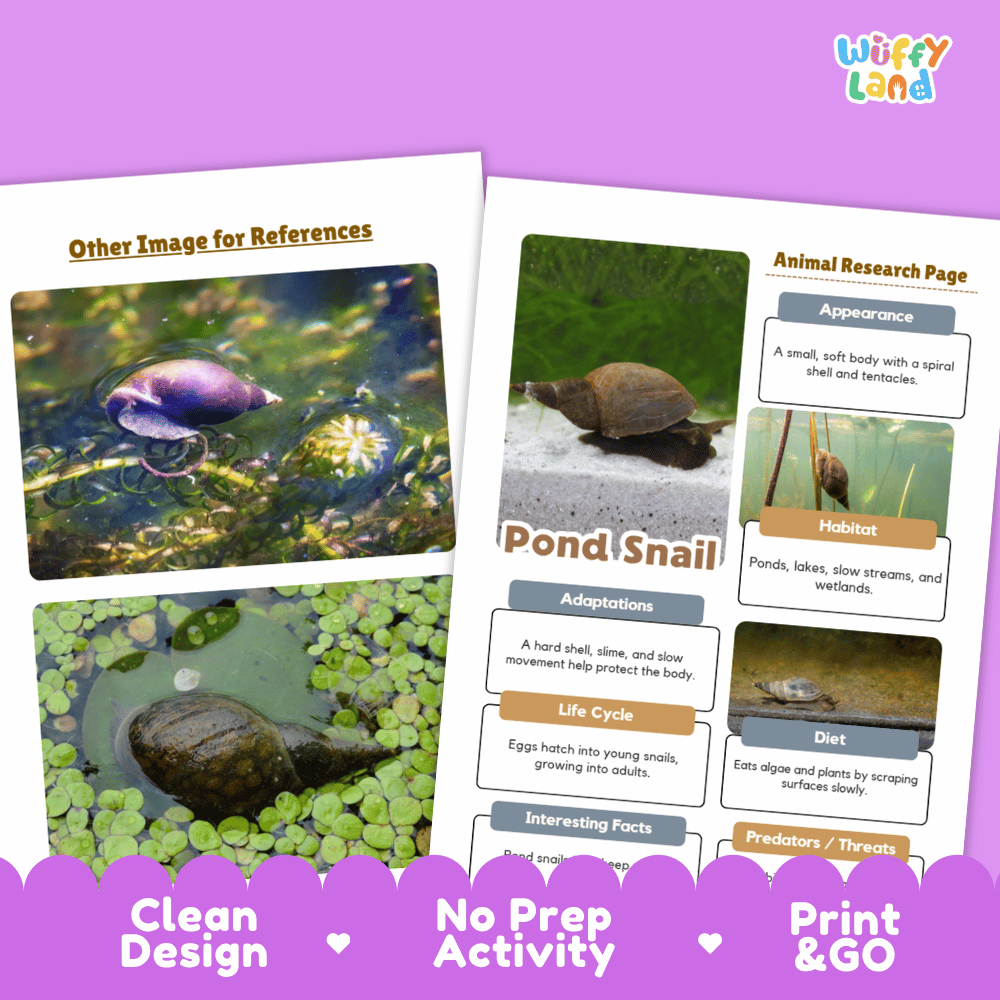 Pond Snail Animal Research Worksheets and Informational Fact Sheets