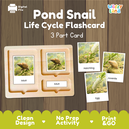 Pond Snail Life Cycle Flashcards | 3 Part Cards Biology Activity