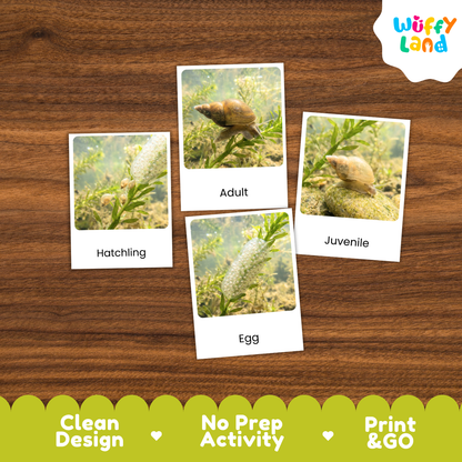 Four printed activity cards showing underwater snail images labeled Hatchling, Adult, Juvenile, and Egg, arranged on a brown wood surface. The brand logo 'Wuffy Land' appears in the top right, and a green banner at the bottom reads 'Clean Design', 'No Prep Activity', and 'Print & GO'.