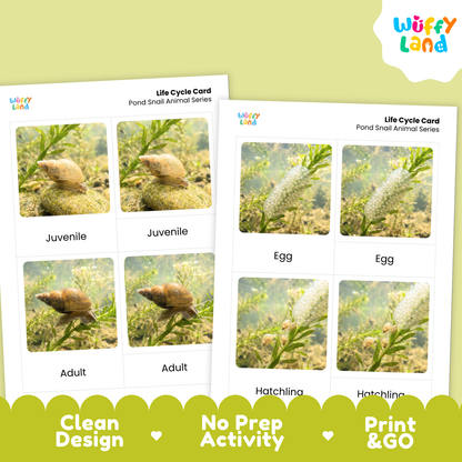 Two printed life cycle cards for pond snail animal series shown on a pale green background, with the Wuffy Land logo in the top right and a green banner at the bottom reading Clean Design, No Prep Activity, and Print & GO.