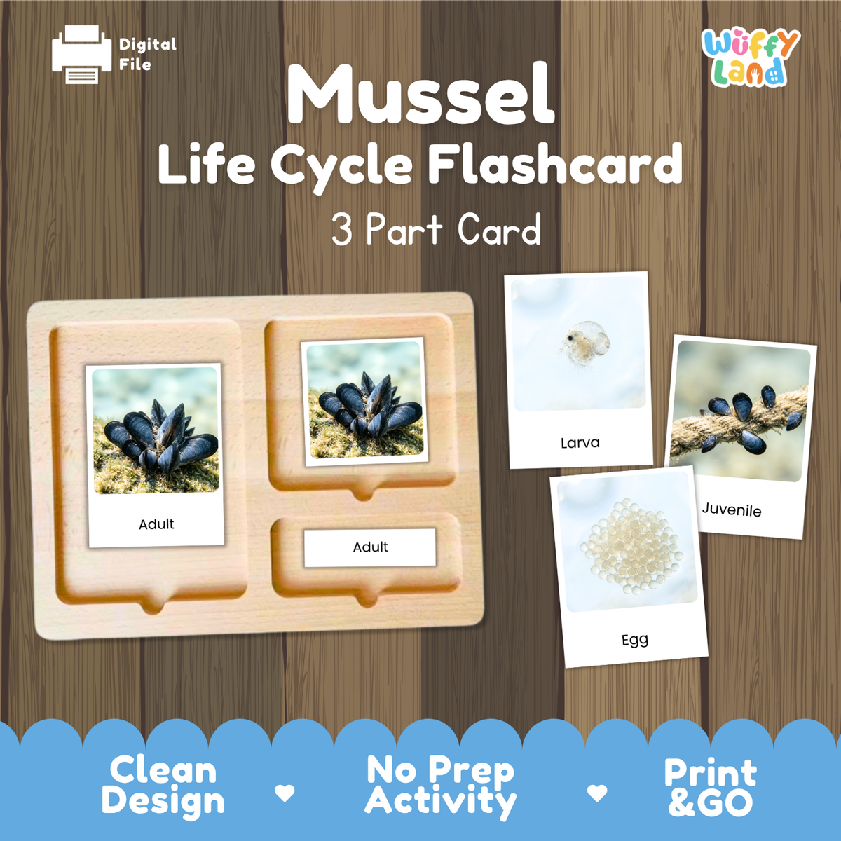 Mussel Life Cycle Flashcard set by Wiffy Land, featuring a wooden 3-part card tray with adult and juvenile card slots, plus separate flashcards showing egg, larva, and adult mussels on a wood-textured background.