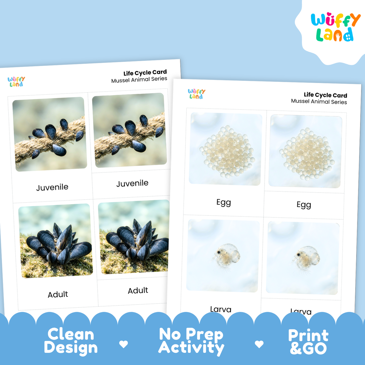 Two printed life cycle cards for mussel animal series displayed on a light blue background. The cards show labeled photos of mussel stages: juvenile on a branch, adult mussel, egg, and larva.