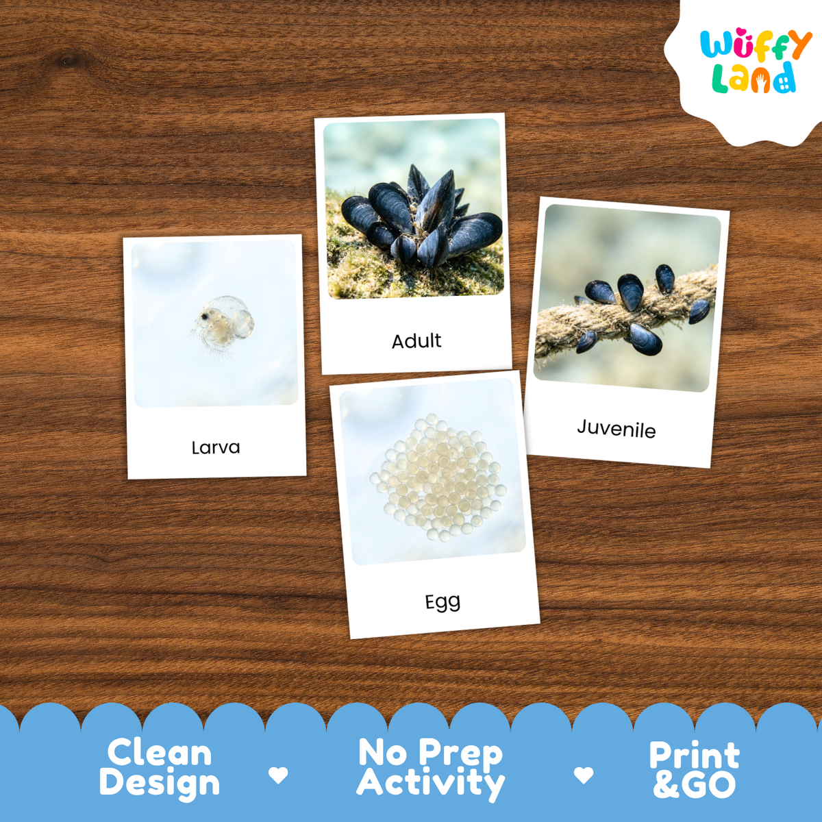 Four labeled activity cards showing larva, egg, and adult mussels along with a juvenile mussel on a wood surface. The brand logo 'Wuffy Land' appears in the top right, and a blue banner at the bottom reads 'Clean Design', 'No Prep Activity', and 'Print & GO'.