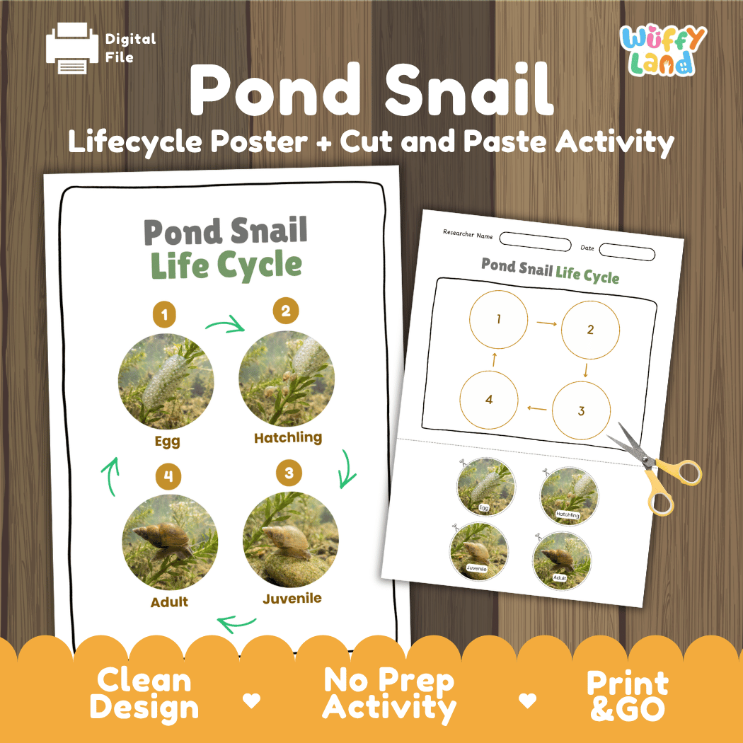 Pond Snail Life Cycle Poster and Cut and Paste Activity Worksheets