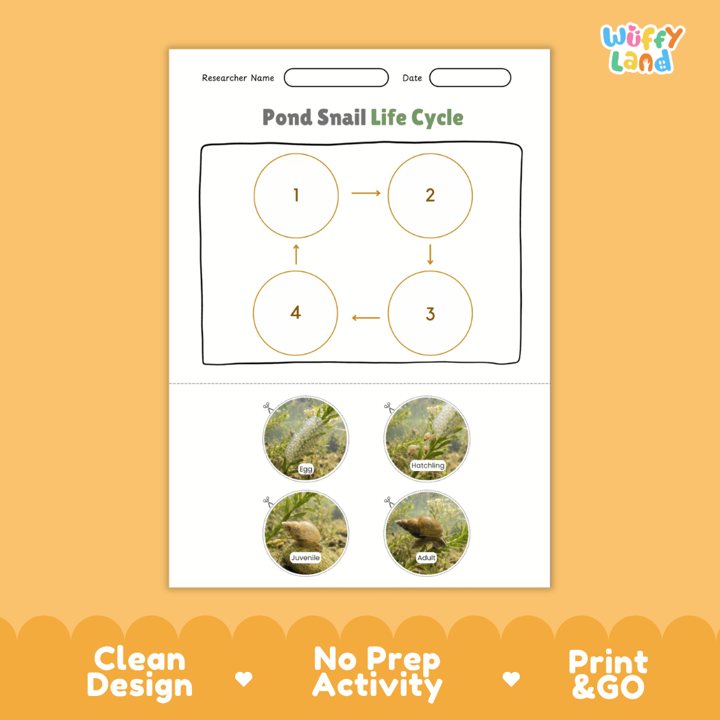Pond Snail Life Cycle Poster and Cut and Paste Activity Worksheets