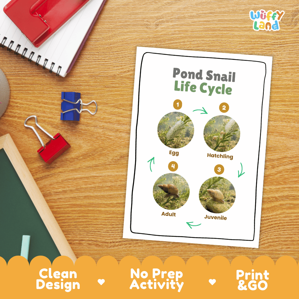 Pond Snail Life Cycle Poster and Cut and Paste Activity Worksheets