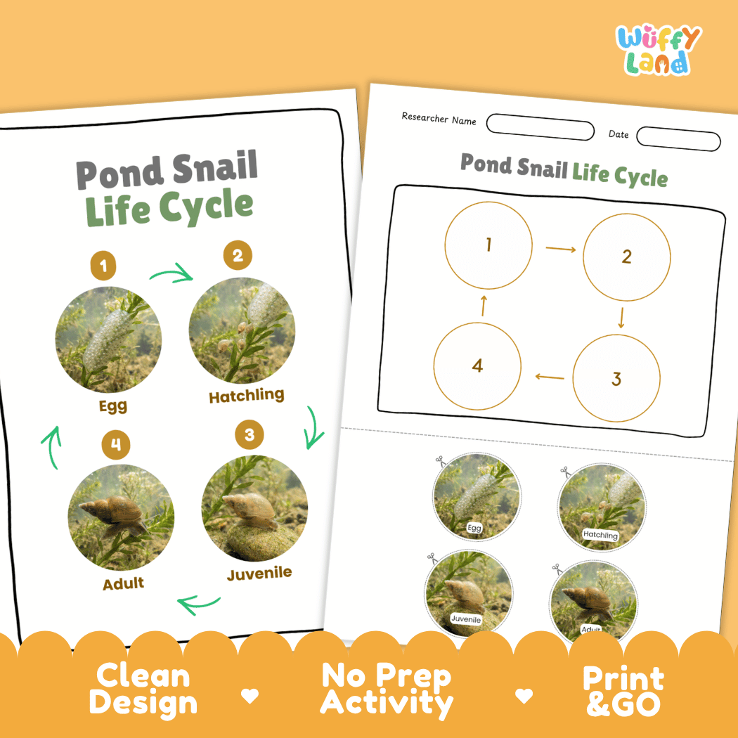 Pond Snail Life Cycle Poster and Cut and Paste Activity Worksheets