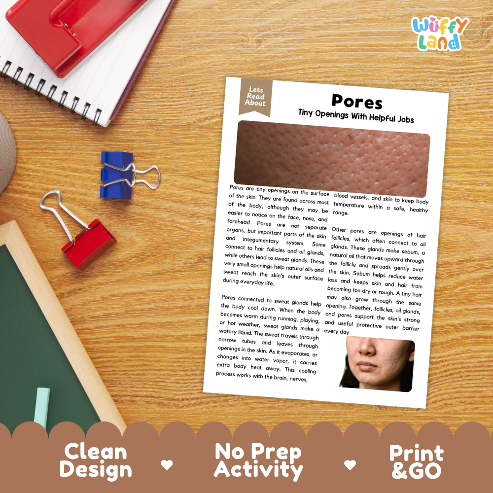 Student reading comprehension worksheet with short-answer questions and lined sections about human skin pores