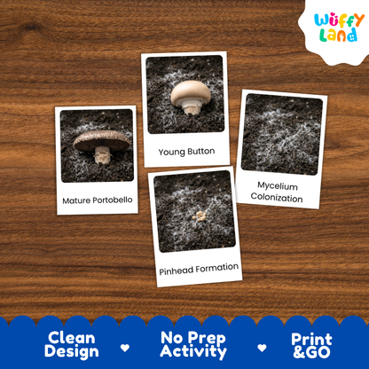 Four printed activity cards showing mushroom growth stages labeled Mature Portabella, Young Button, Pinhead Formation, and Mycelium Colonization, arranged on a wood surface. A Wuffy Land logo appears in the top right, and a blue banner at the bottom reads Clean Design, No Prep Activity, and Print & GO.