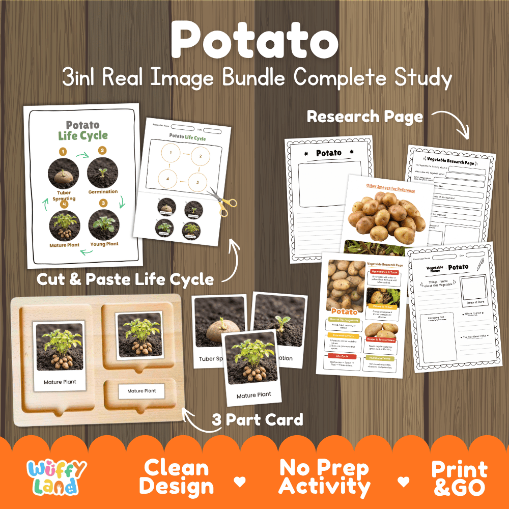 Potato 3in1 real image bundle complete study printable featuring life cycle cut and paste worksheets, Montessori 3-part cards, and research pages