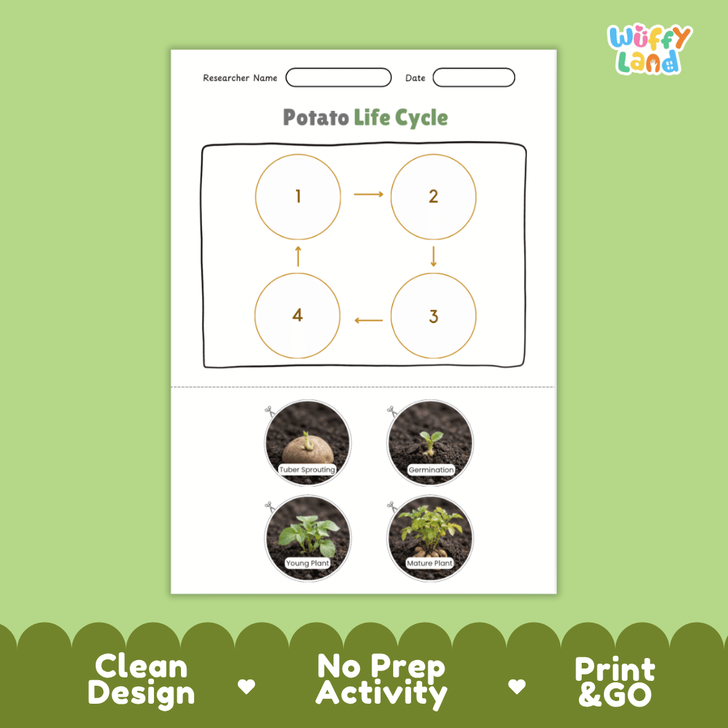 Educational reference poster showing four realistic photo stages of a potato life cycle including tuber sprouting, germination, young plant, and mature plant