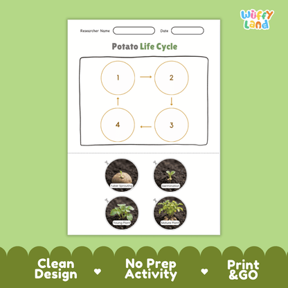 Educational reference poster showing four realistic photo stages of a potato life cycle including tuber sprouting, germination, young plant, and mature plant