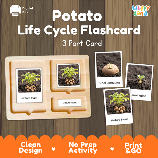 Montessori three part cards featuring real photographic images of potato plant growth stages and mature tuber plant displayed on a wooden tray