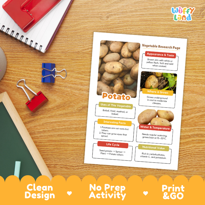 A printed educational activity sheet titled 'Potato' lies on a wooden desk, surrounded by school supplies including a spiral notebook, binder clips, and a red notebook. The sheet contains photos of potatoes and labeled sections about appearance, growth, uses, facts, water/temperature, and nutritional value.