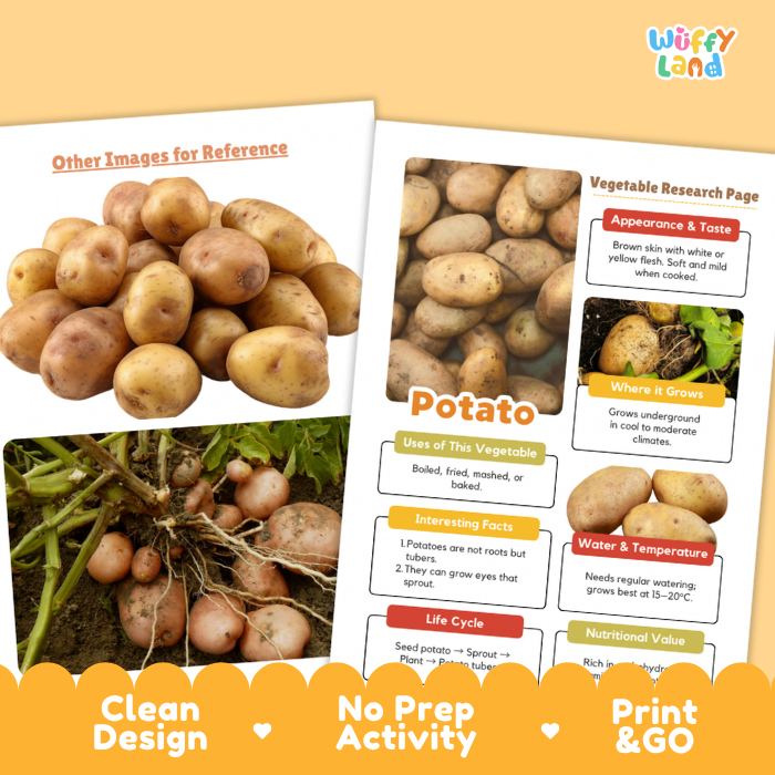 Two printed educational poster pages about potatoes shown on a warm beige background. The left page features photos of fresh potatoes, and the right page contains labeled sections such as Appearance & Taste, Where it Grows, Uses of This Vegetable, Interesting Facts, Water & Temperature, and Nutritional Value.