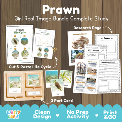 Prawn 3-in-1 real image bundle complete study cover showing cut and paste life cycle, 3 part cards, and research pages