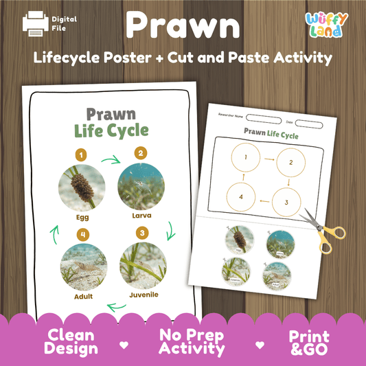 Prawn life cycle sequencing reference chart and cut and paste student worksheet with 4 developmental stages
