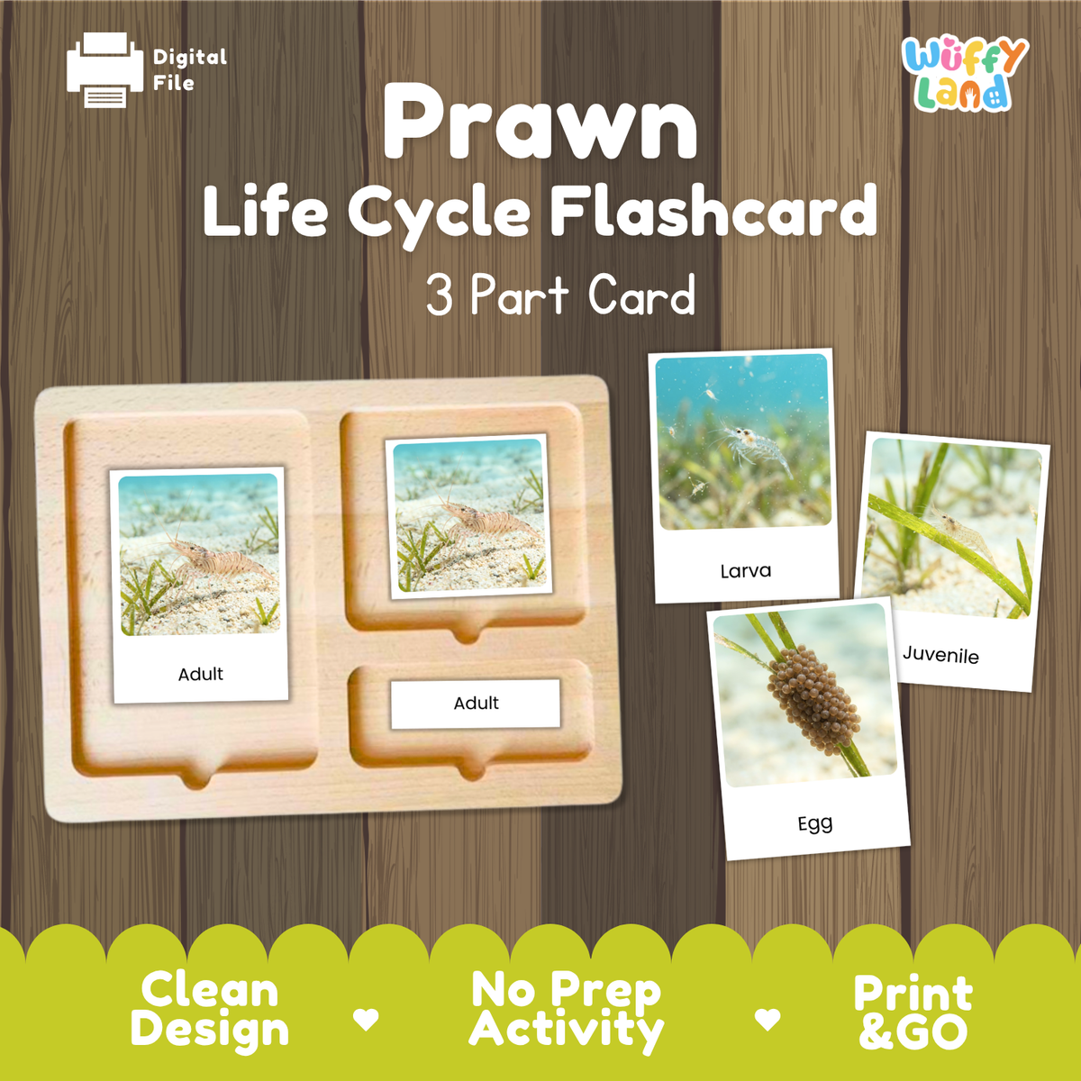 Prawn Life Cycle Flashcard set by Wiffy Land, featuring a 3-part wooden card tray with labeled sections for Adult, Larva, and Egg, shown on a wood plank background with sample photos of prawn life stages.