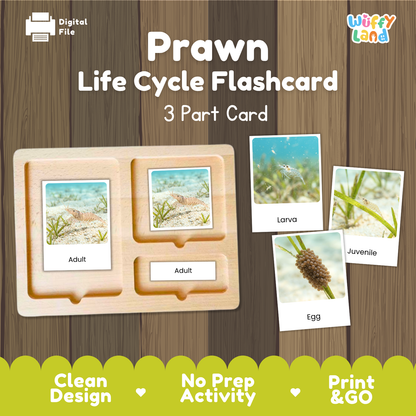 Prawn Life Cycle Flashcard set by Wiffy Land, featuring a 3-part wooden card tray with labeled sections for Adult, Larva, and Egg, shown on a wood plank background with sample photos of prawn life stages.