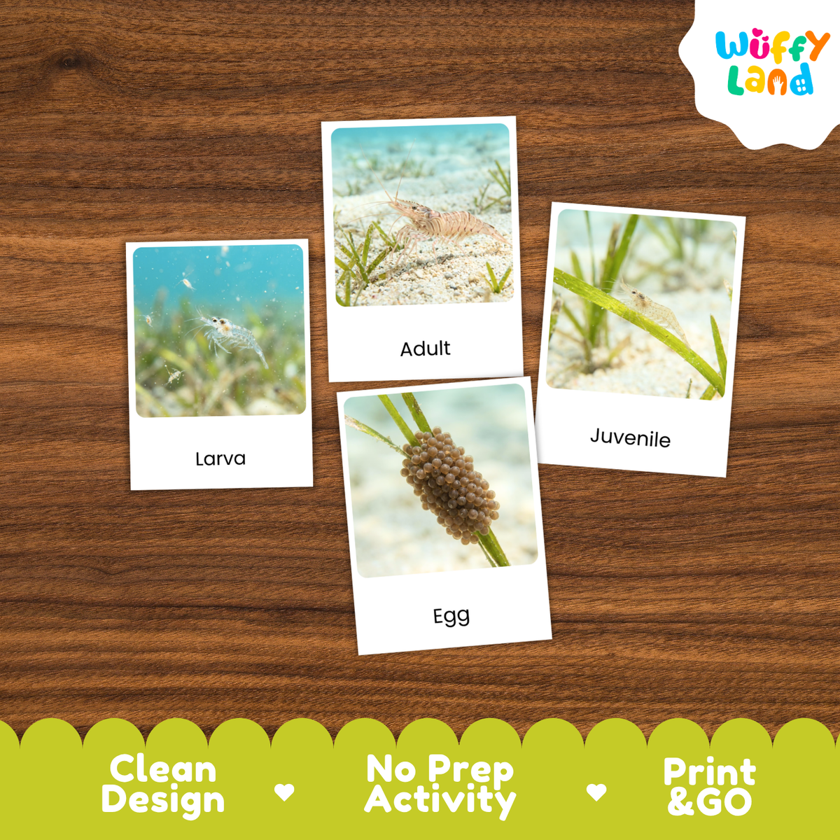 Four educational marine life cards labeled 'Larva', 'Adult', 'Juvenile', and 'Egg' arranged on a brown wood background, with a white 'Wuffy Land' logo in the top right and a green banner at the bottom reading 'Clean Design', 'No Prep Activity', and 'Print & GO'.