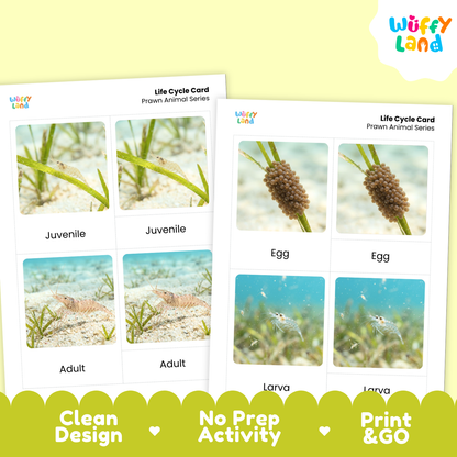Prawn Life Cycle Flashcards | 3 Part Cards Biology Activity