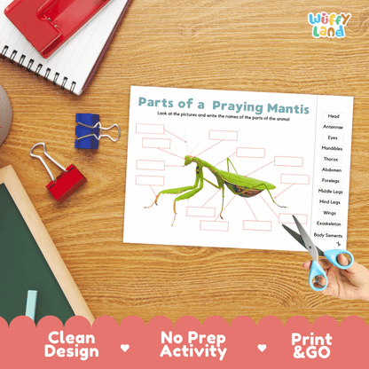 Differentiated praying mantis body parts labeling worksheets featuring fill-in write-in boxes and vocabulary word bank