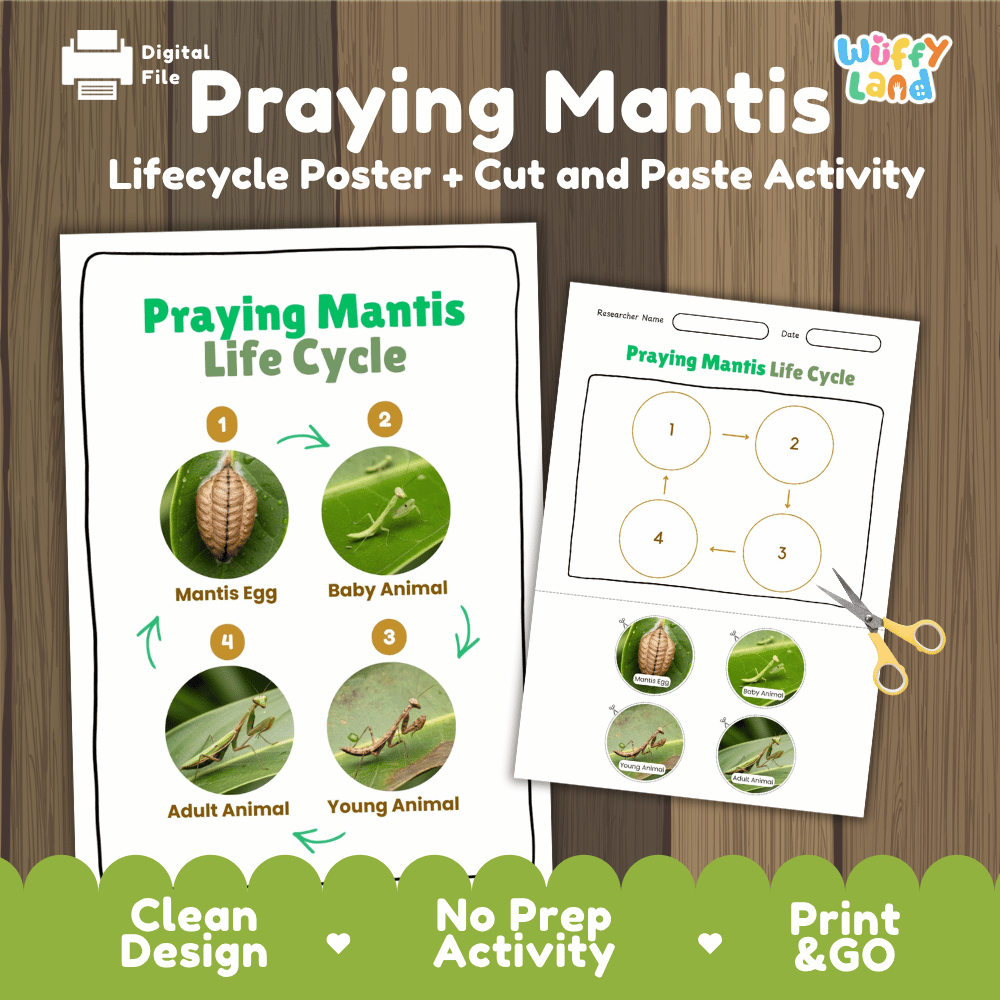 Praying Mantis Life Cycle Poster and Cut and Paste Activity Worksheets