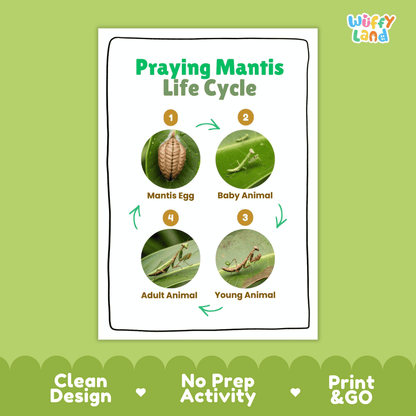 Praying Mantis Life Cycle Poster and Cut and Paste Activity Worksheets