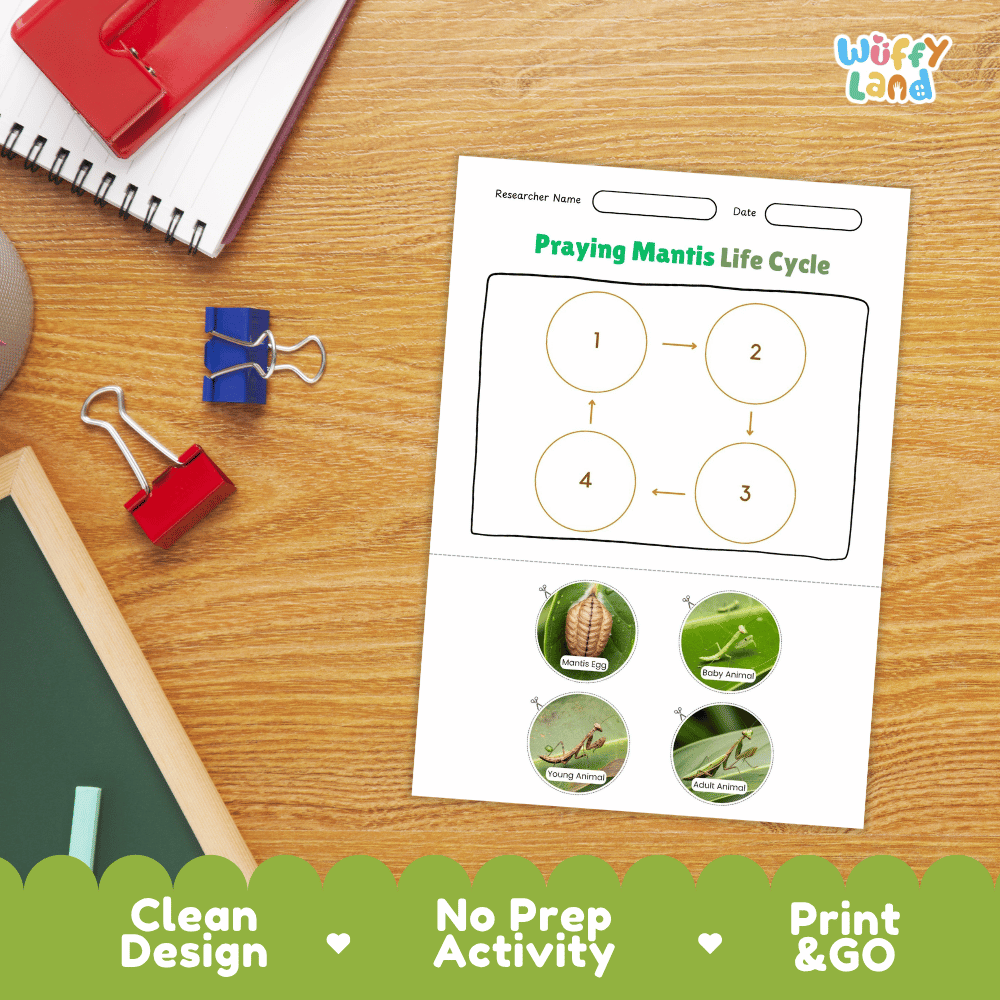 Praying Mantis Life Cycle Poster and Cut and Paste Activity Worksheets