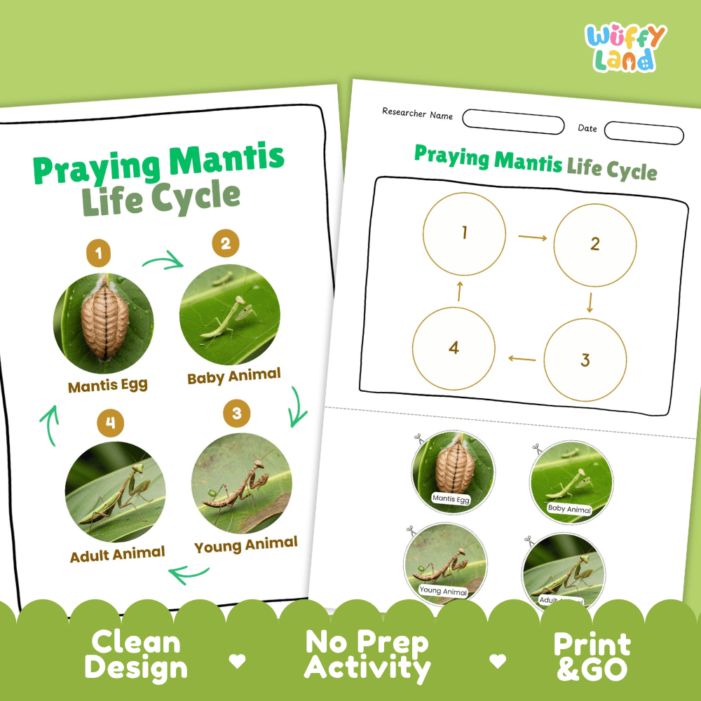 Praying Mantis Life Cycle Poster and Cut and Paste Activity Worksheets