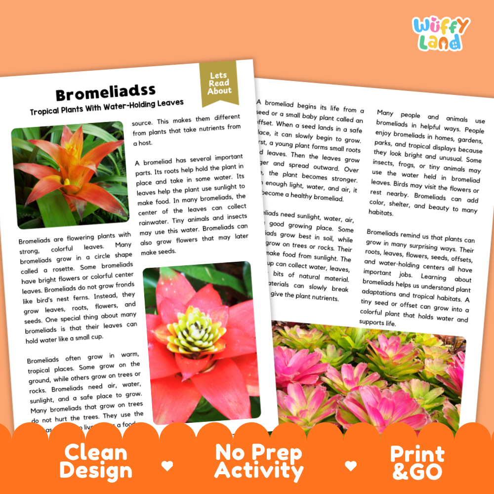 Clean design no prep print and go bromeliads plant reading passages printable PDF pack