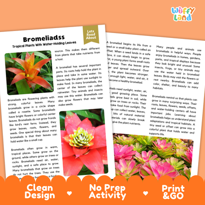 Clean design no prep print and go bromeliads plant reading passages printable PDF pack