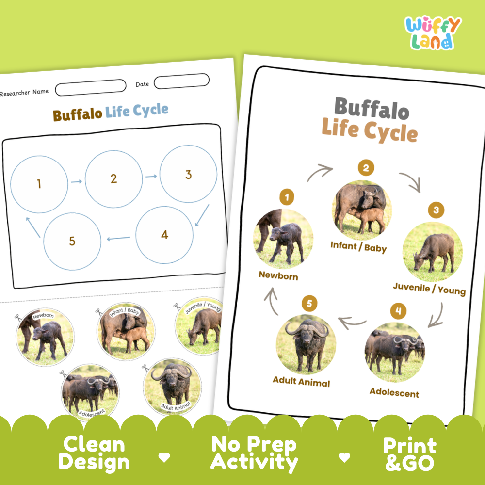 Clean design no prep print and go buffalo bovine mammal savanna grassland animal life cycle study printable PDF pack for elementary science