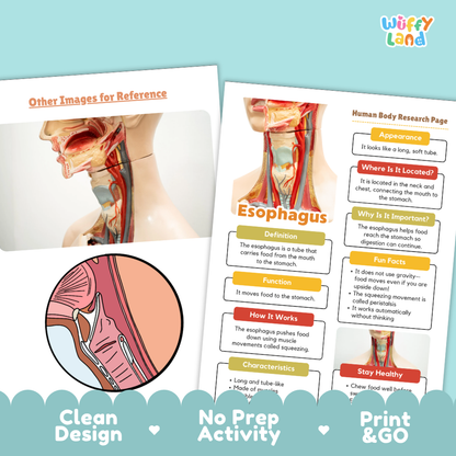 Clean design no prep print and go esophagus human body research page printable PDF pack
