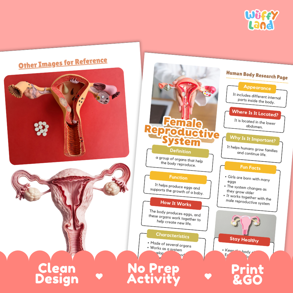 Clean design no prep print and go female reproductive system human body research page printable PDF pack