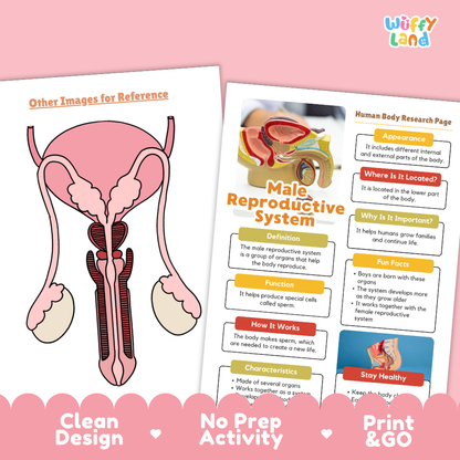 Clean design no prep print and go male reproductive system human body research page printable PDF pack