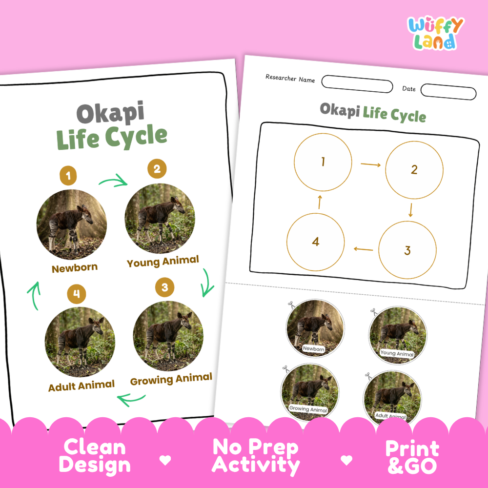 Clean design no prep print and go okapi rainforest mammal giraffid animal life cycle study printable PDF pack for elementary science