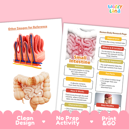 Clean design no prep print and go small intestine human body research page printable PDF pack